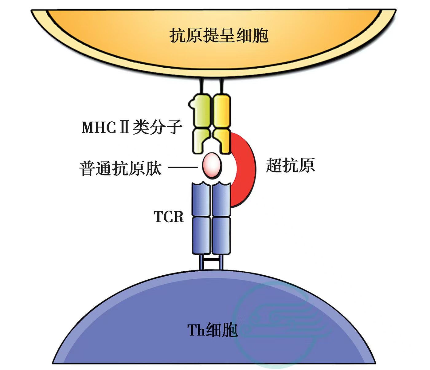 超级抗原激活T细胞机制示意图.jpg